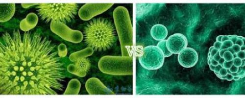 La lunga battaglia: virus contro batteri