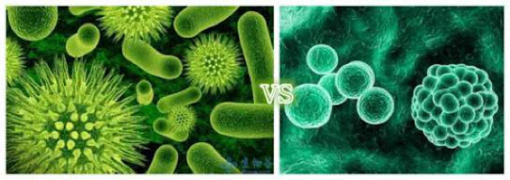 virus vs batteri