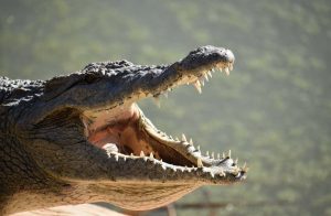 coccodrillo gigante