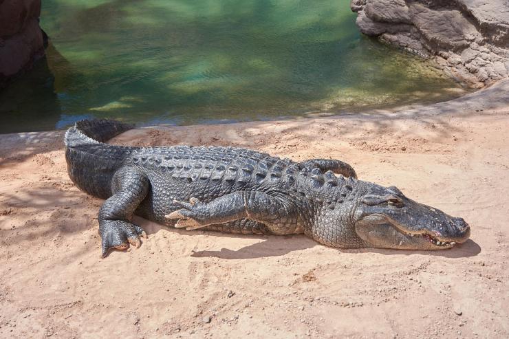 coccodrillo gigante