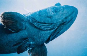 mostro mare