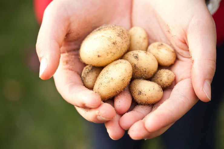 patate germogli