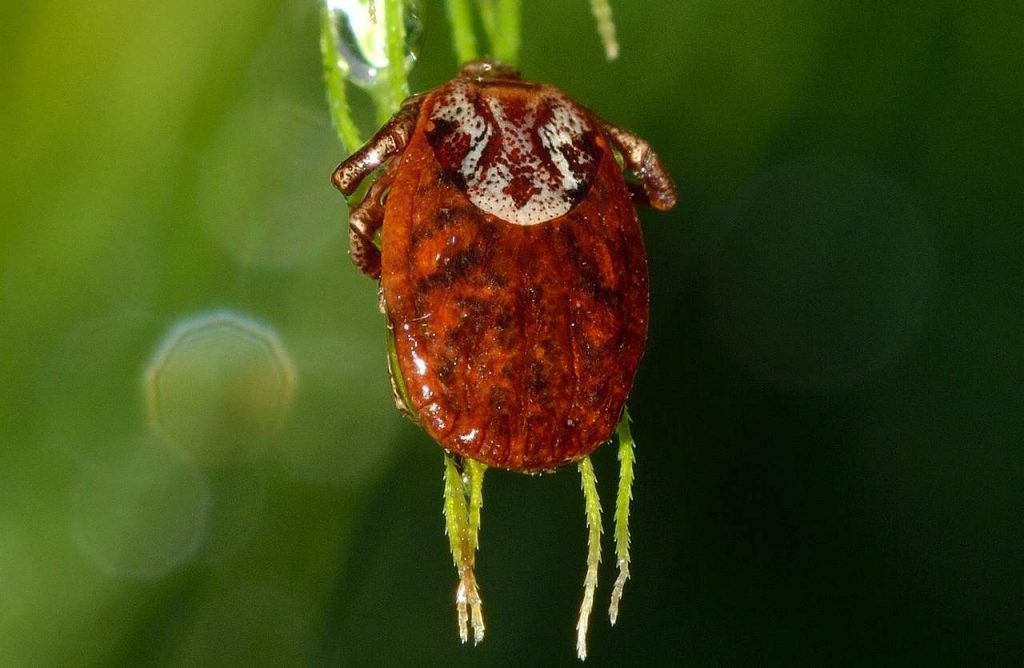 zecca gigante