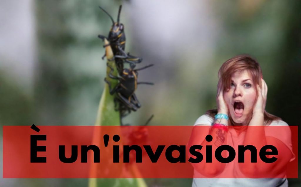 invasione blatte