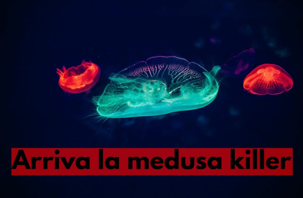 medusa killer