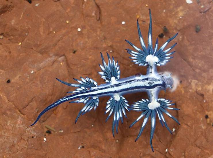 drago azzurro pesce velenoso