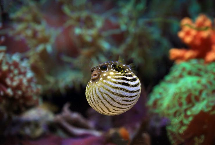 Pesce palla