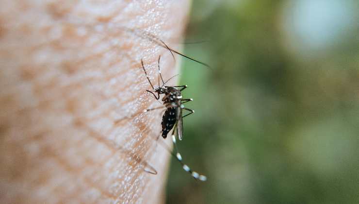 West Nile Virus, come si diffonde - pianoinclinato.it - 20250729