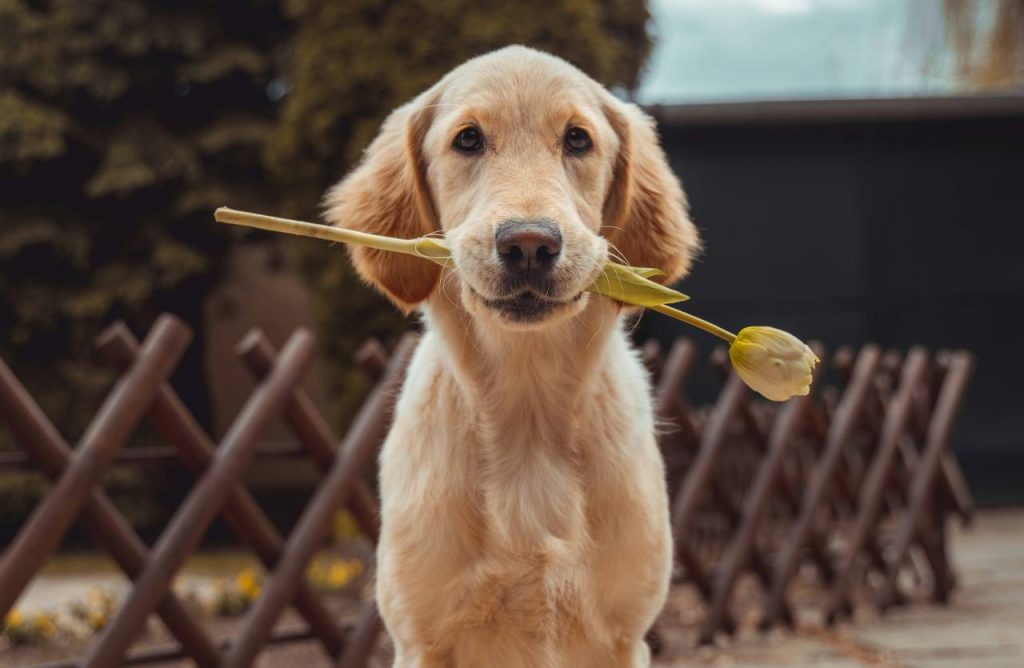 scelta del cane
