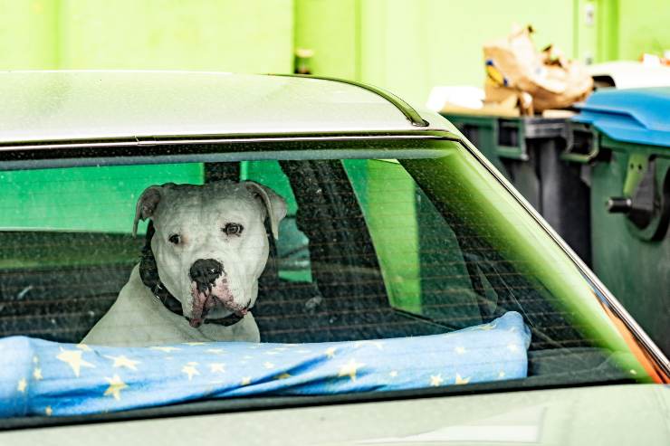 cani sotto al sole in auto