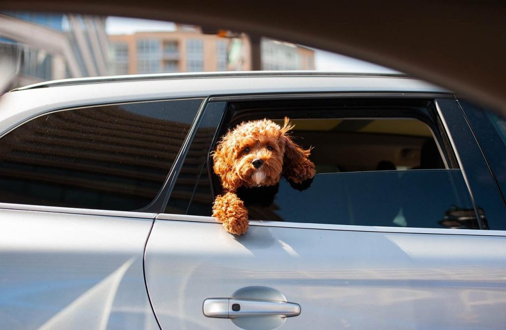 cane in auto