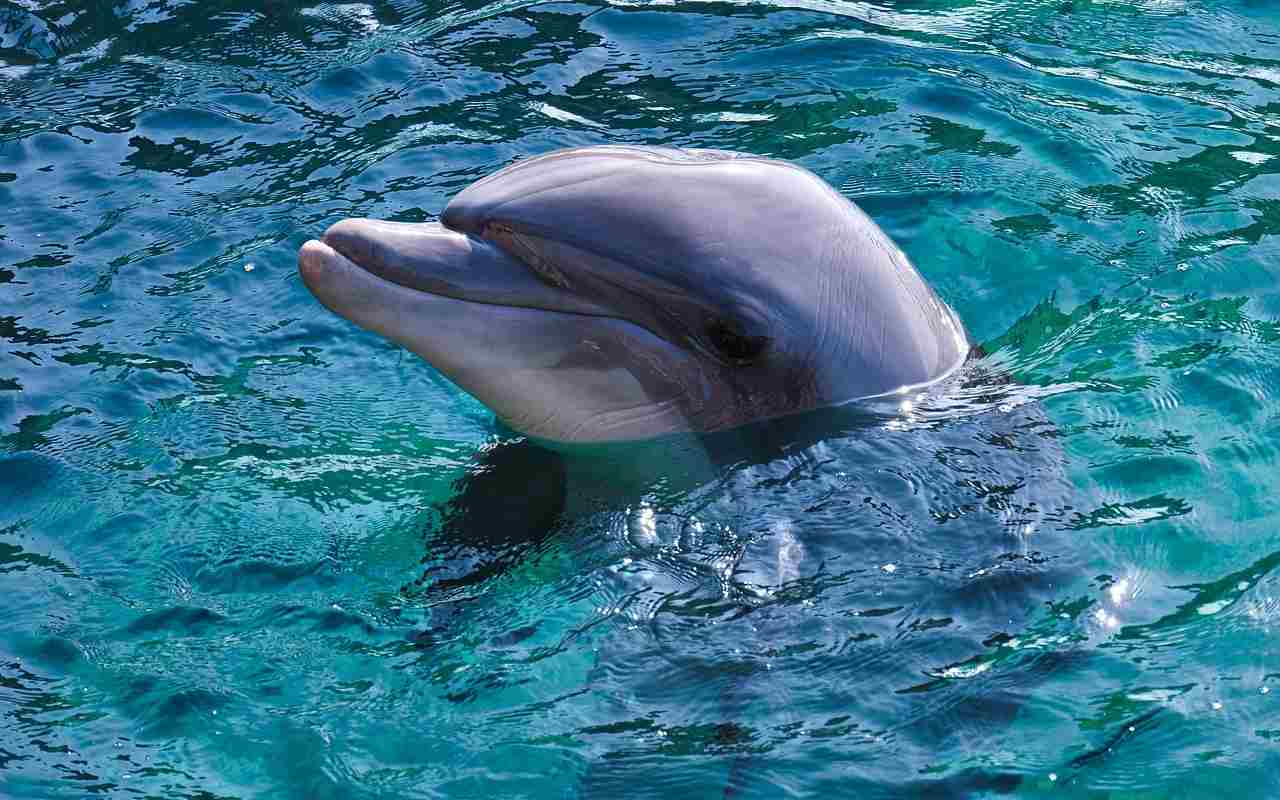 dove vedere i delfini da vicino
