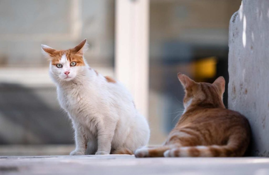gatti fuorilegge