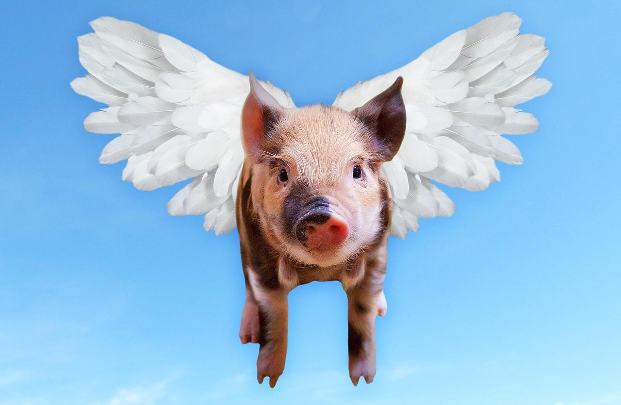 grasso maiale aerei