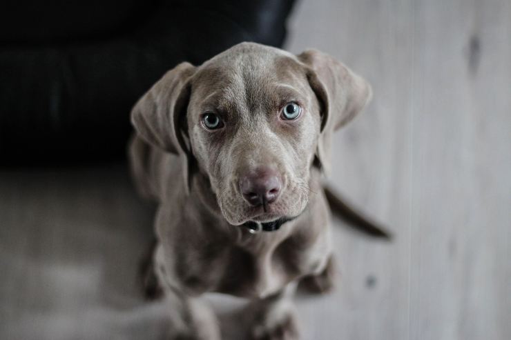 il legame con un cane